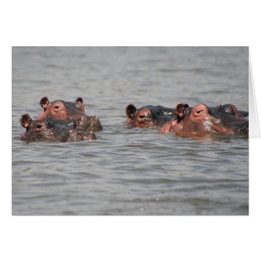 Hippos Cards (Front Horizontal)