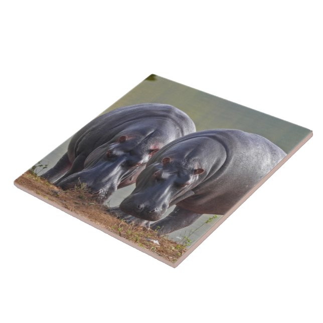 Hippos Ceramic Tile (Side)