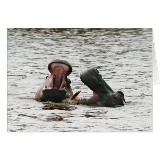 Hippos fooling around. cards (Front Horizontal)