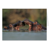 Hippos (Hippopotamus Amphibius) Wrestling (Front Horizontal)