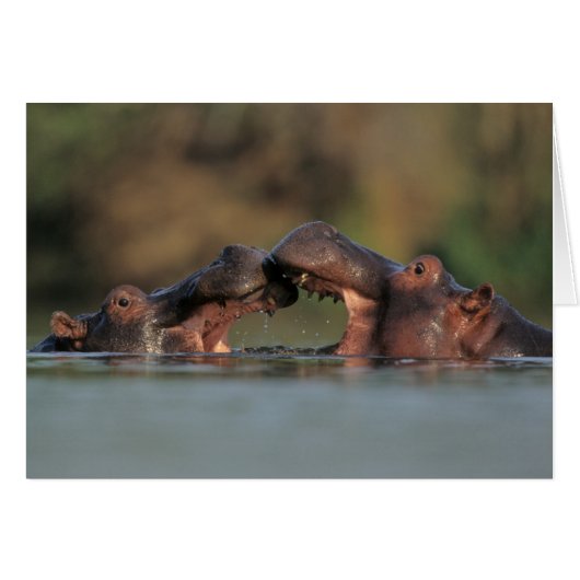 Hippos (Hippopotamus Amphibius) Wrestling (Front Horizontal)