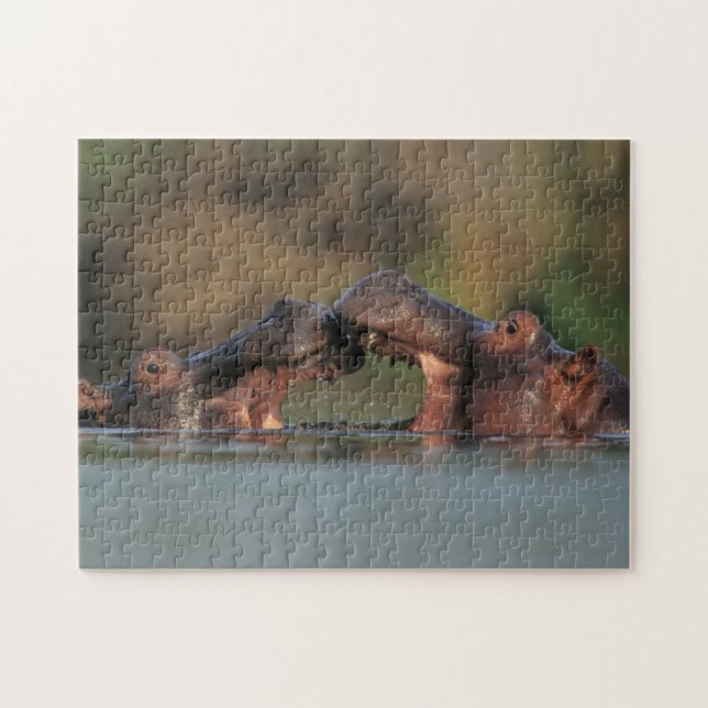 Hippos (Hippopotamus Amphibius) Wrestling Jigsaw Puzzle (Horizontal)