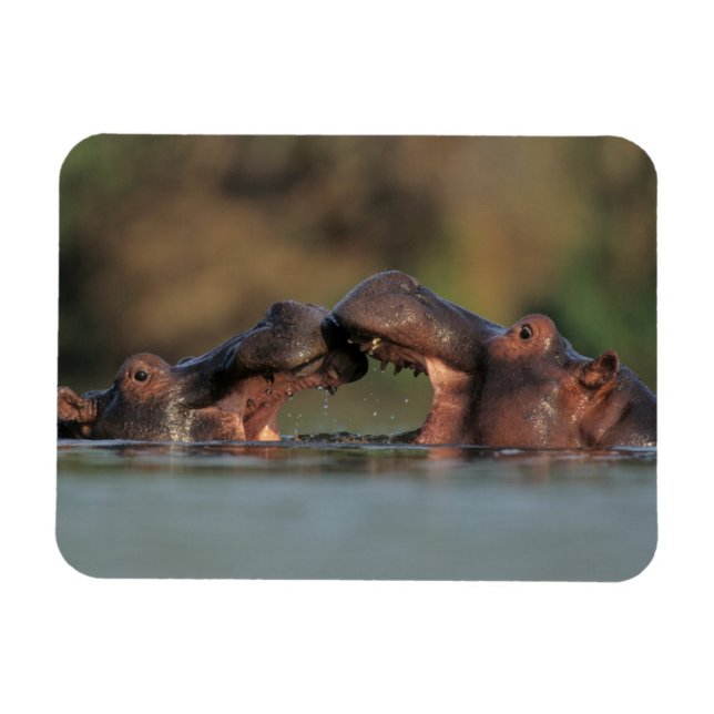 Hippos (Hippopotamus Amphibius) Wrestling Magnet (Horizontal)