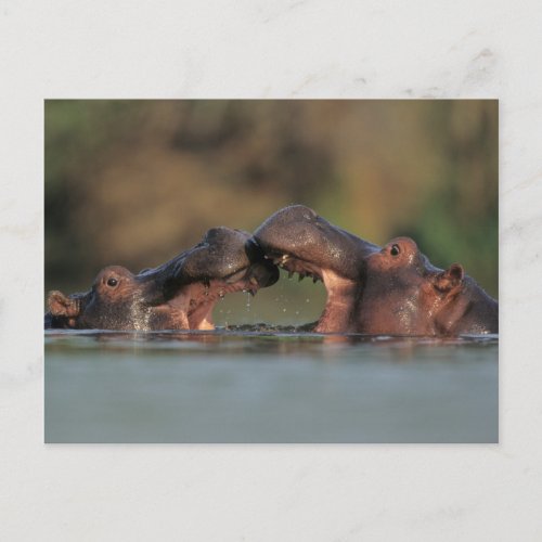 Hippos Hippopotamus Amphibius Wrestling Postcard