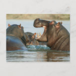 Hippos in Water Postcard