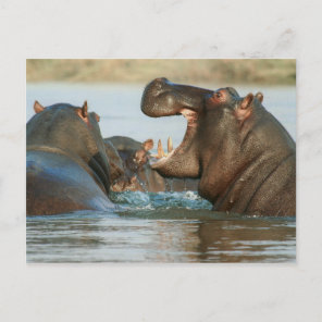 Hippos in Water Postcard