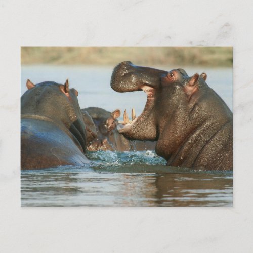 Hippos in Water Postcard