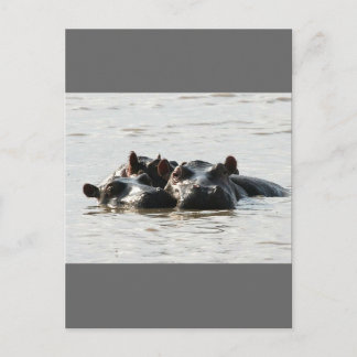 Hippos Postcard