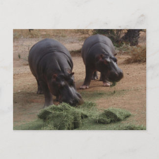 hippos postcard
