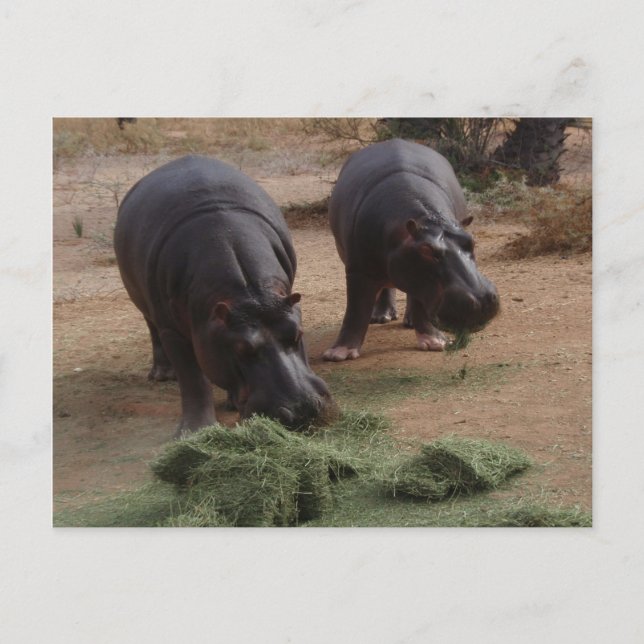 hippos postcard (Front)