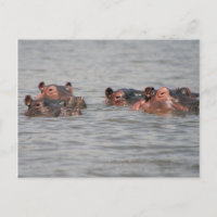 Hippos