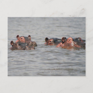 Hippos Postcard