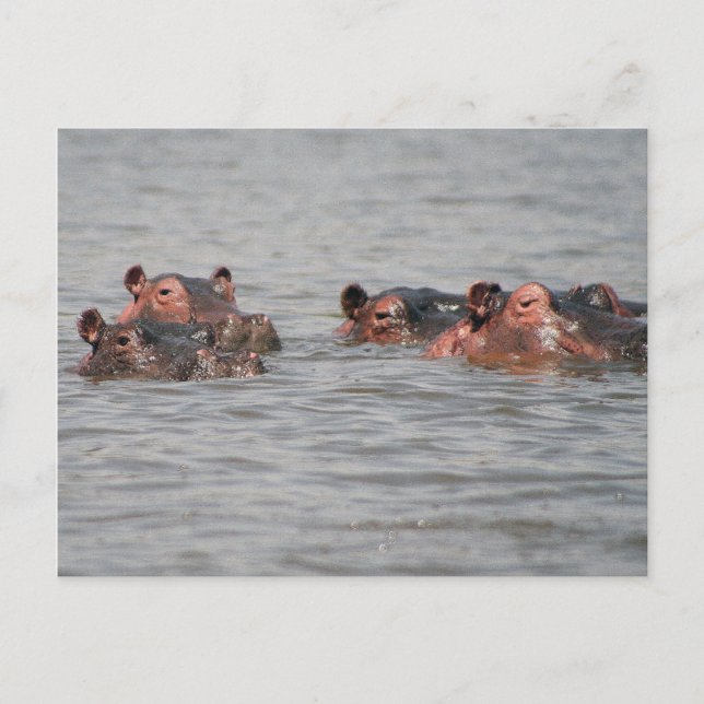 Hippos Postcard (Front)