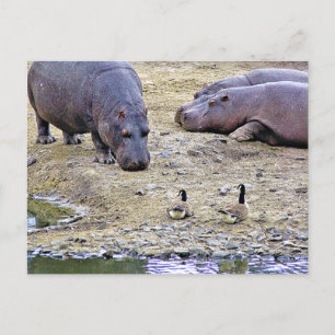 HIPPOS POSTCARD