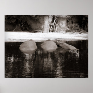 Hippos Resting in Water Black and White Wildlife Poster