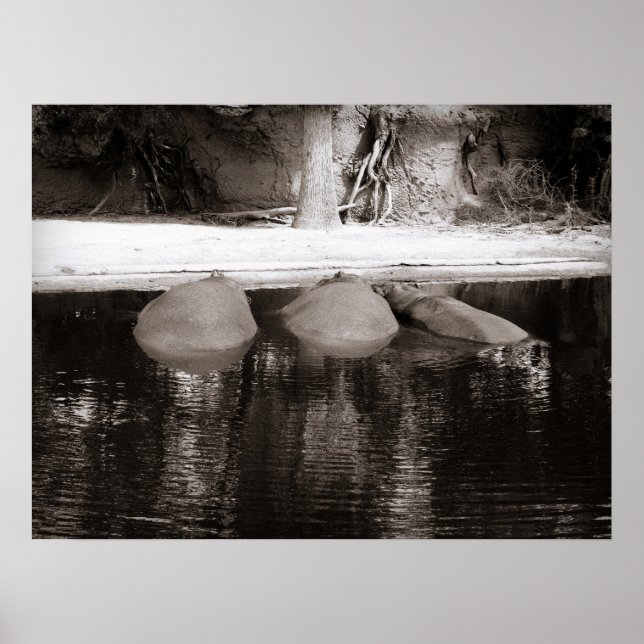 Hippos Resting in Water Black and White Wildlife Poster (Front)