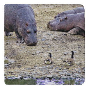 HIPPOS TRIVET