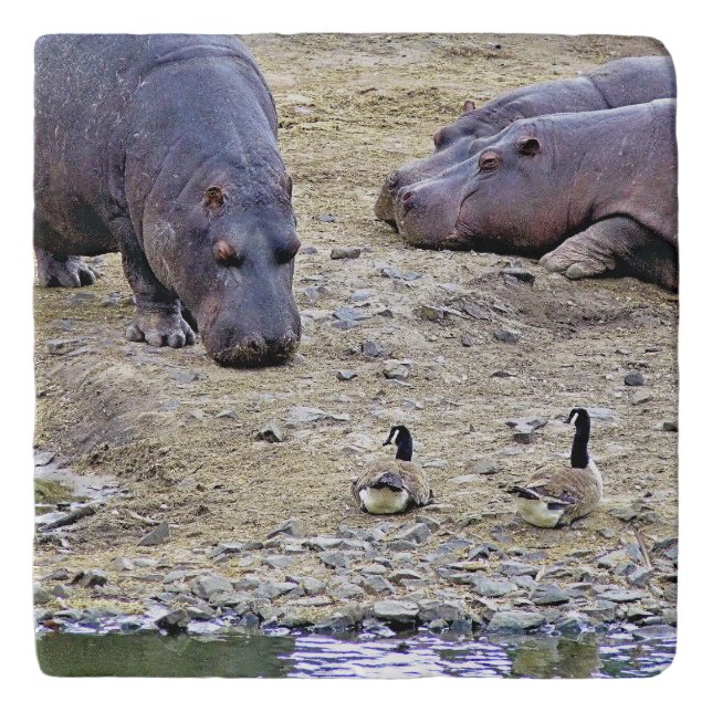 HIPPOS TRIVET (Front)