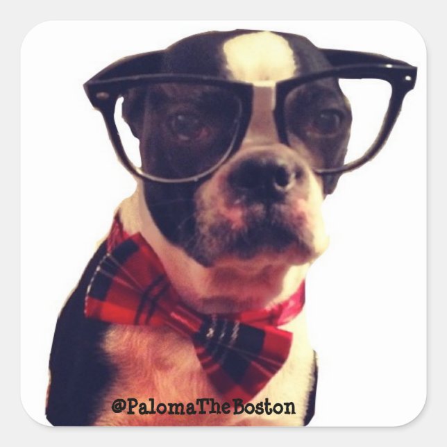 Hipster dog with glasses! square sticker (Front)