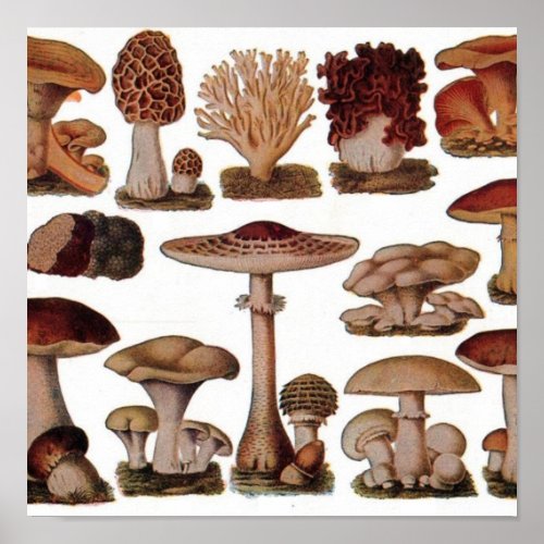 hipster french botanical print vintage mushrooms