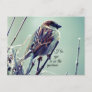 HIs eye is on the Sparrow Postcard