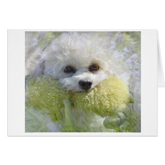 His Favorite Toy Cards (Front Horizontal)
