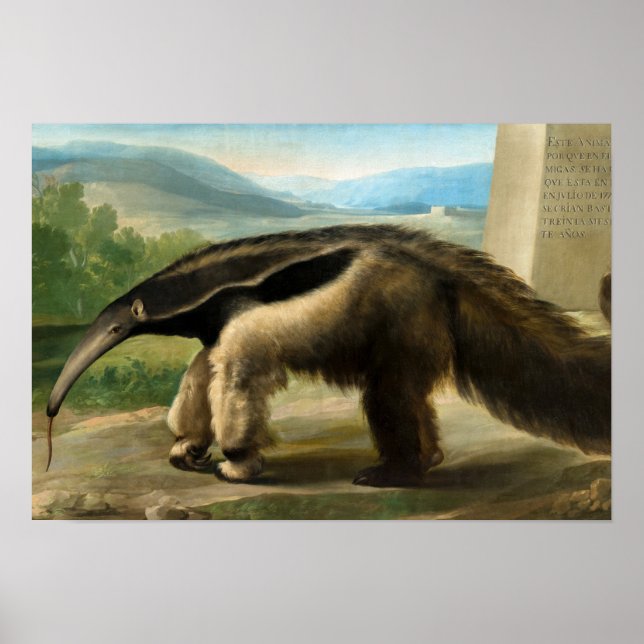 His Majesty's Giant Anteater by Anton R. Mengs Poster (Front)