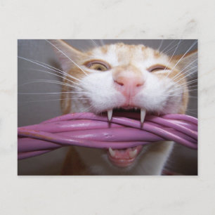 Hissed Postcard