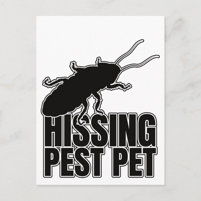 Hissing Cockroaches Cockroach Roach Hisser Postcard (Front)