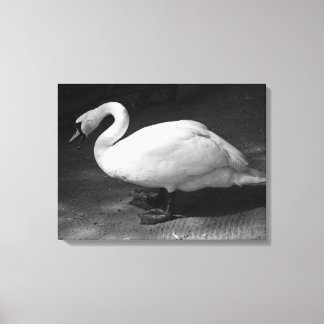 HiSSs Canvas Print