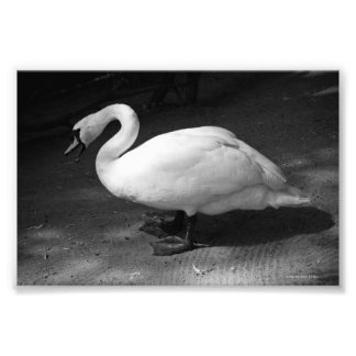 HiSSs Photo Print