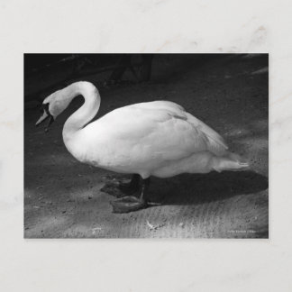 HiSSs Postcard