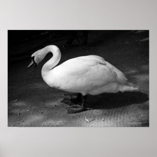 HiSSs Poster