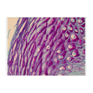 Histology art - Esophagus
