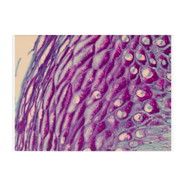 Histology art - Esophagus (Front)