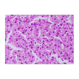 Histology Art - Liver 2