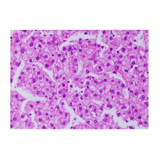 Histology Art - Liver 2 (Front)