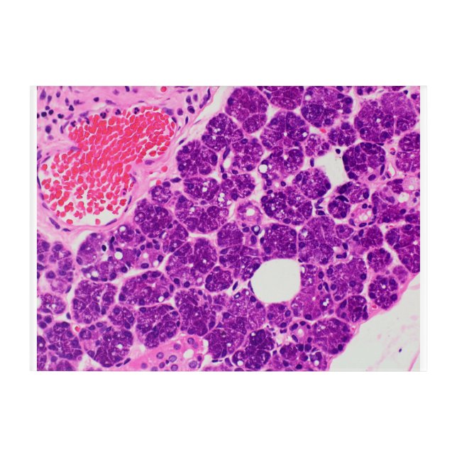 Histology art - Pancreas (Front)