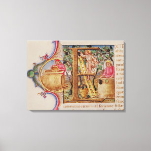 Historiated initial 'E' depicting grape picking Canvas Print