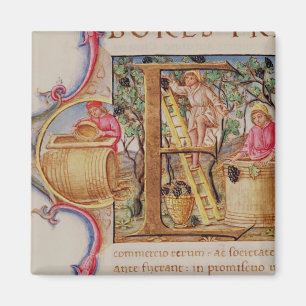 Historiated initial 'E' depicting grape picking Magnet