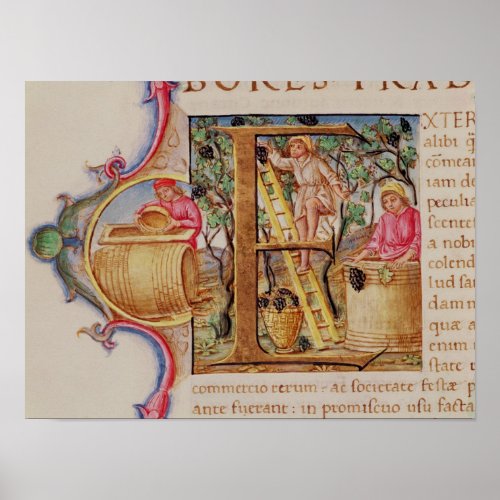 Historiated initial E depicting grape picking Poster