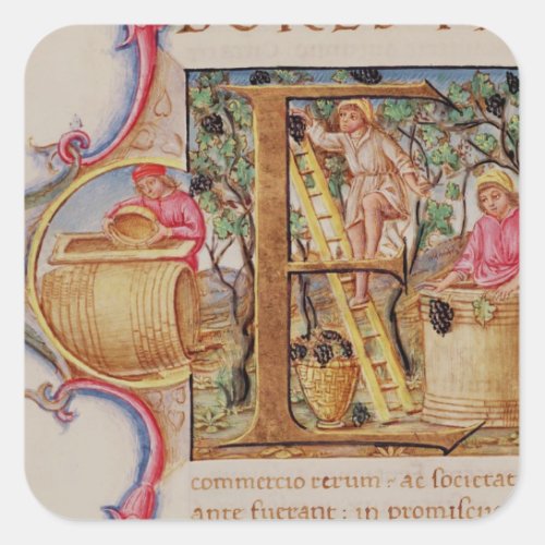Historiated initial E depicting grape picking Square Sticker