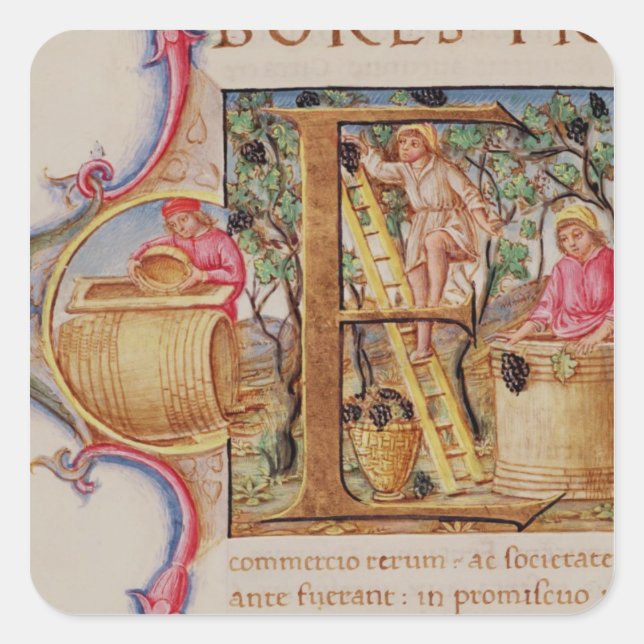 Historiated initial 'E' depicting grape picking Square Sticker (Front)