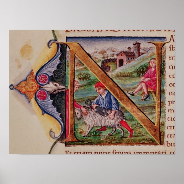 Historiated initial 'N' depicting sheep Poster (Front)