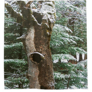 Historical Oak tree Owl home.... Shower Curtain