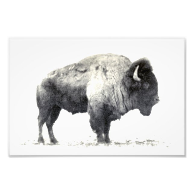 Historical Photograph of American Bison (Front)