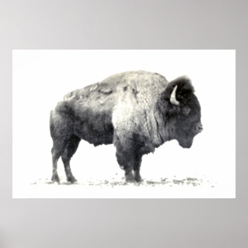 Historical Photograph of American Bison Poster