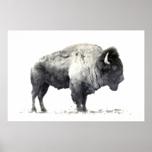 Historical Photograph of American Bison Poster | Zazzle