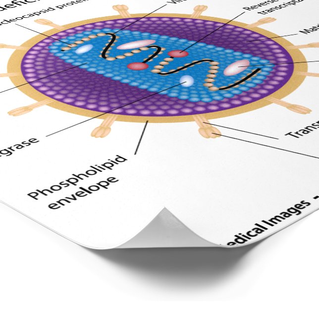 hiv virus model labeled