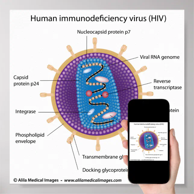 hiv virus model labeled